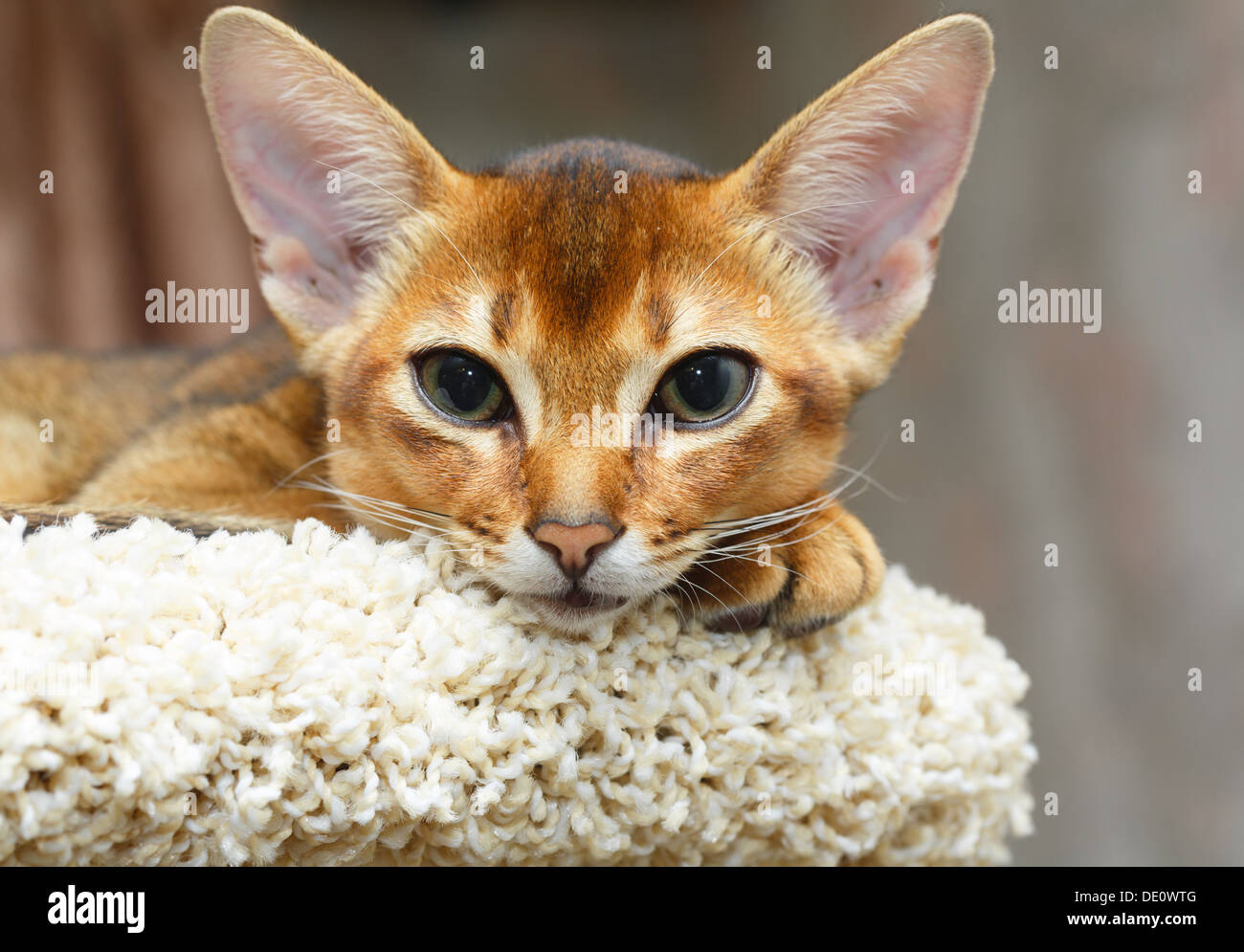 Junge Abessinier Katze liegend am Baum Katzenmöbel Stockfoto