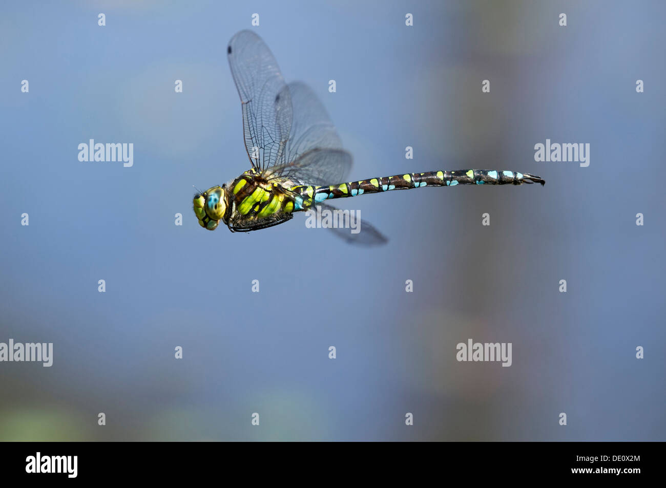 Männchen des blauen Hawker Libelle im Flug, Hawker-Familie von Libellen (Aeshnidae) Stockfoto