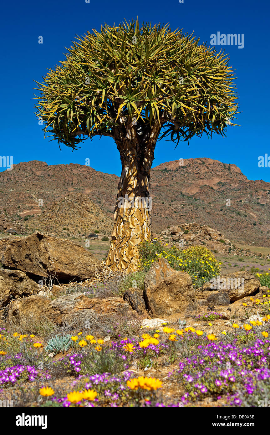 Riesige Köcher Baum, Kokerboom, Aloe Dichotoma, Goegap Naturreservat, Namaqualand, Südafrika Stockfoto