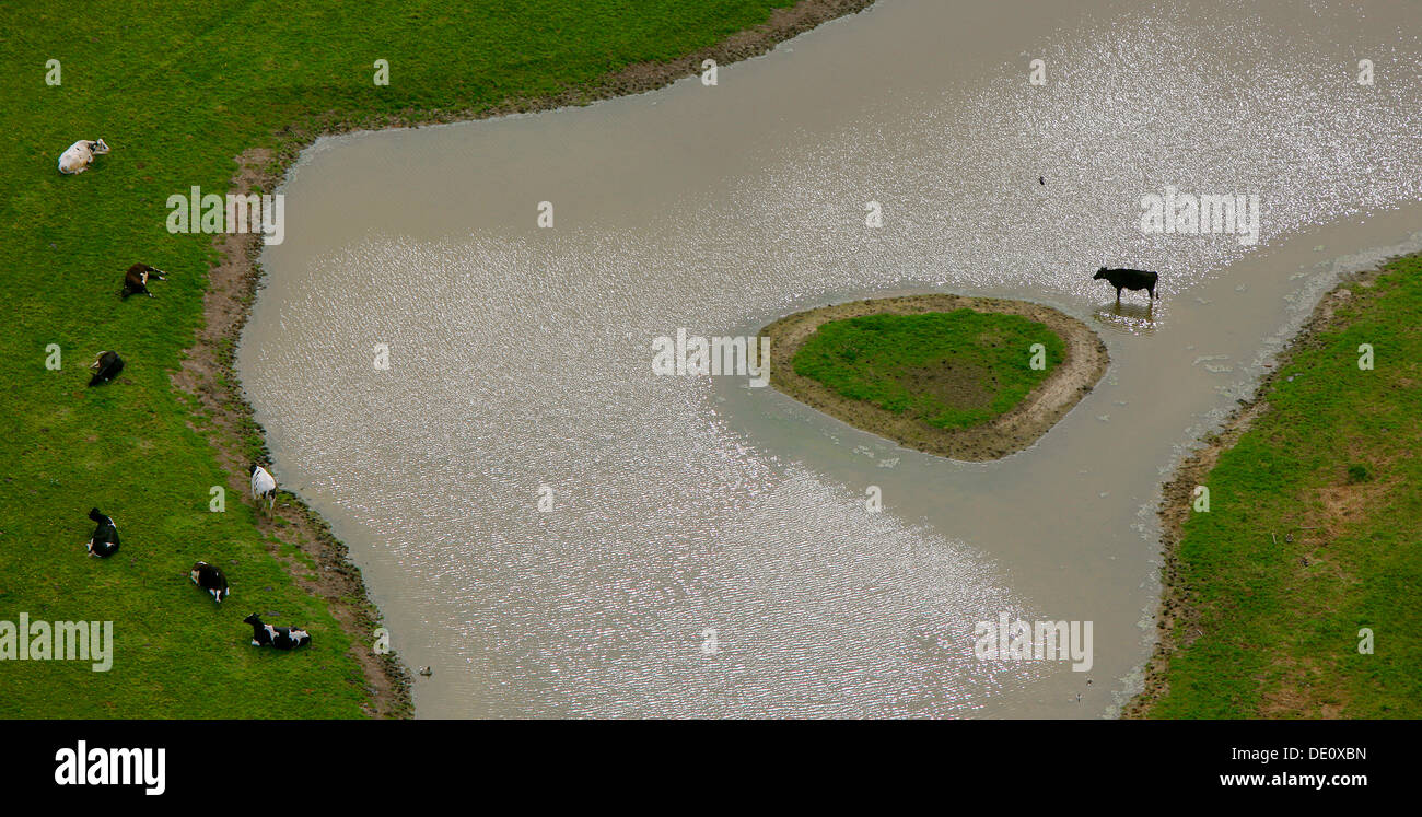 Luftaufnahme, Fluss Lippe Flussaue mit Kuh, Renaturierung, Hamm, Ruhrgebiet Region, North Rhine-Westphalia Stockfoto