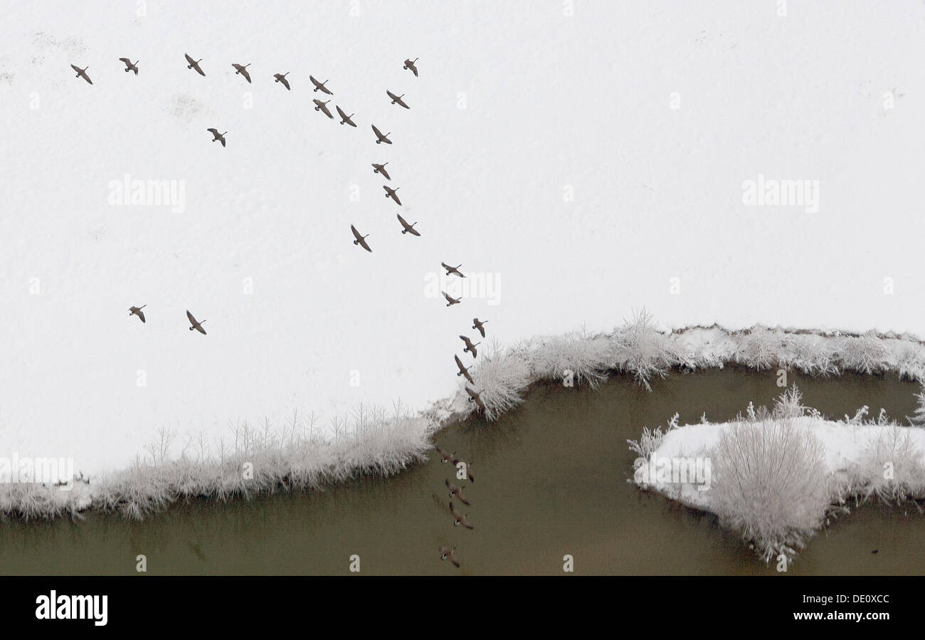 Luftbild, schneebedeckte Wiesen am Fluss Lippe, Gänse, Hamm, Ruhrgebiet, Nordrhein-Westfalen Stockfoto