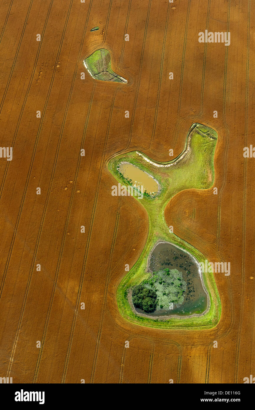 Luftaufnahme, abgeernteten Feld mit Teichen und Wiese Inseln Stockfoto