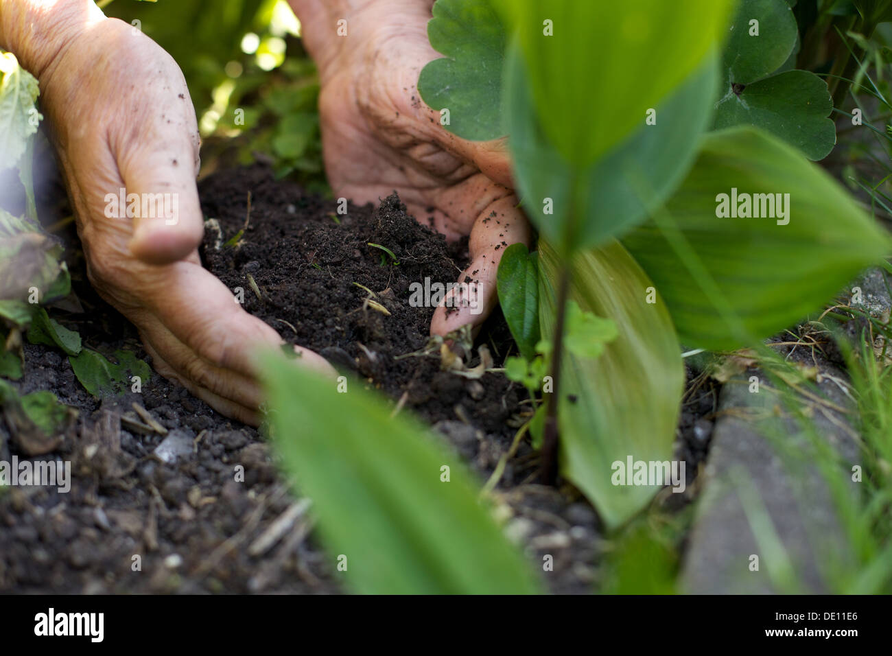 Nahaufnahme des weiblichen Gärtner, die Bepflanzung der Anlage im Garten Stockfoto