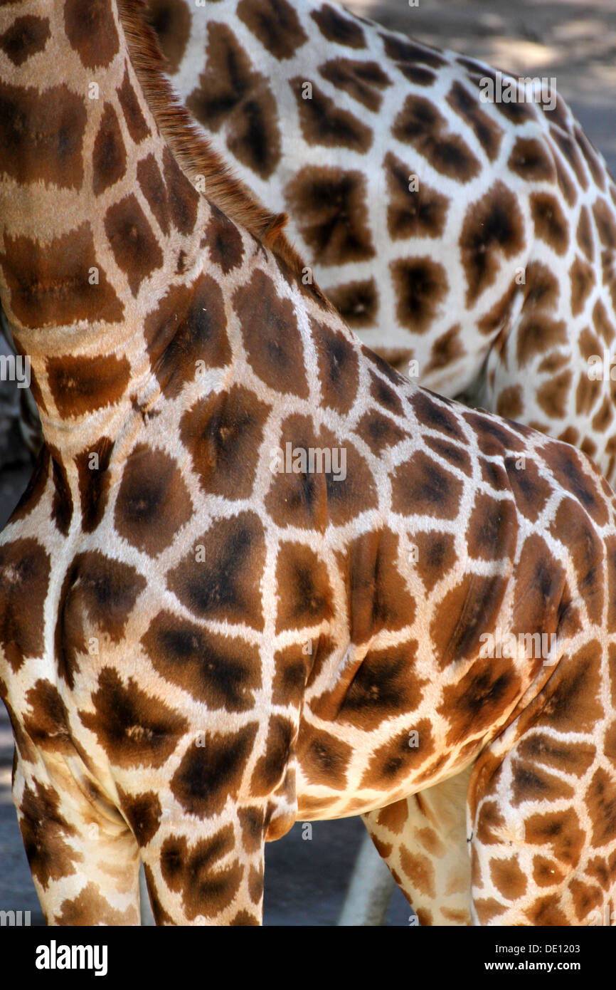 Detail der schöne Gefleckte Fell Mantel von zwei afrikanischen Giraffen Stockfoto