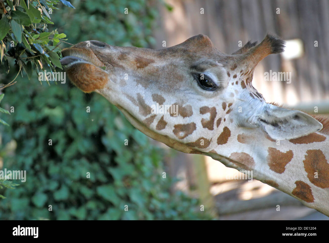 Giraffe langer necked während des Essens die Blätter mit seiner Zunge 1 Stockfoto