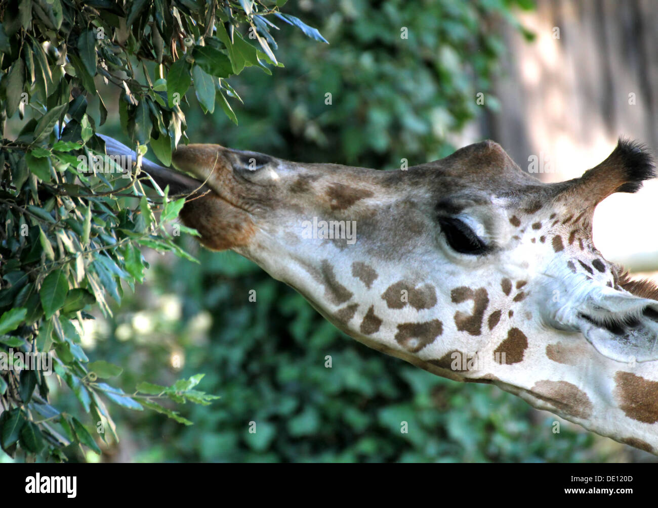 Giraffe langer necked während des Essens die Blätter mit seiner Zunge 2 Stockfoto