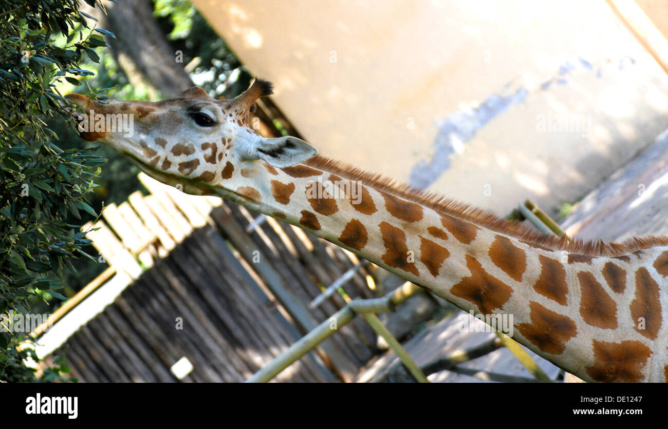 Giraffe langer necked während des Essens die Blätter mit seiner Zunge 3 Stockfoto