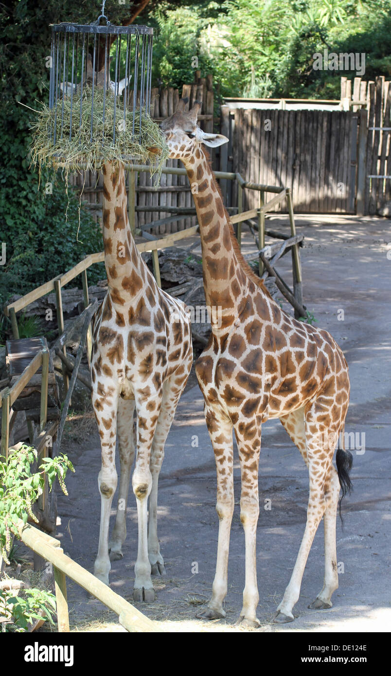 zwei Giraffen mit langen Hälsen während des Essens in einem zoo Stockfoto
