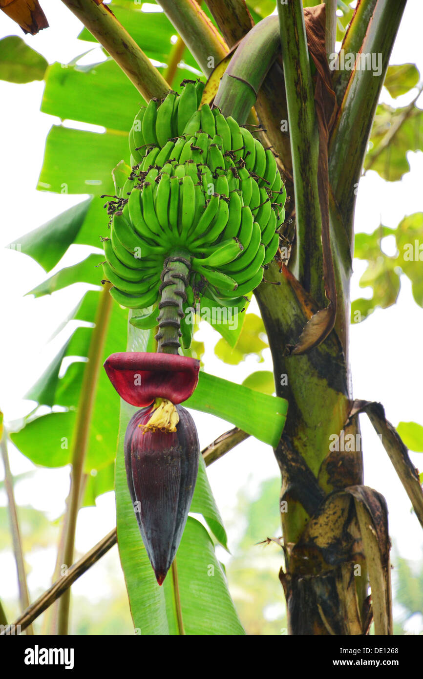 Bananenpflanze mit Früchten Stockfoto