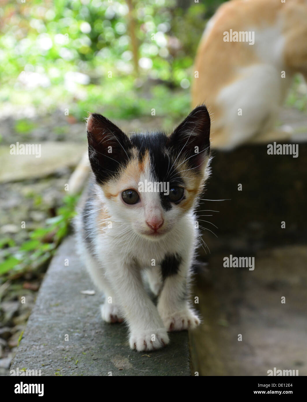 Schöne Kätzchen Stockfoto