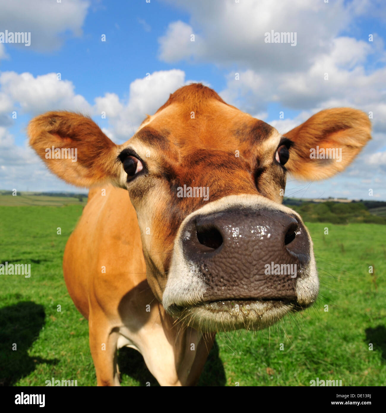 jersey-Kuh, Nahaufnahme der Nase Stockfoto