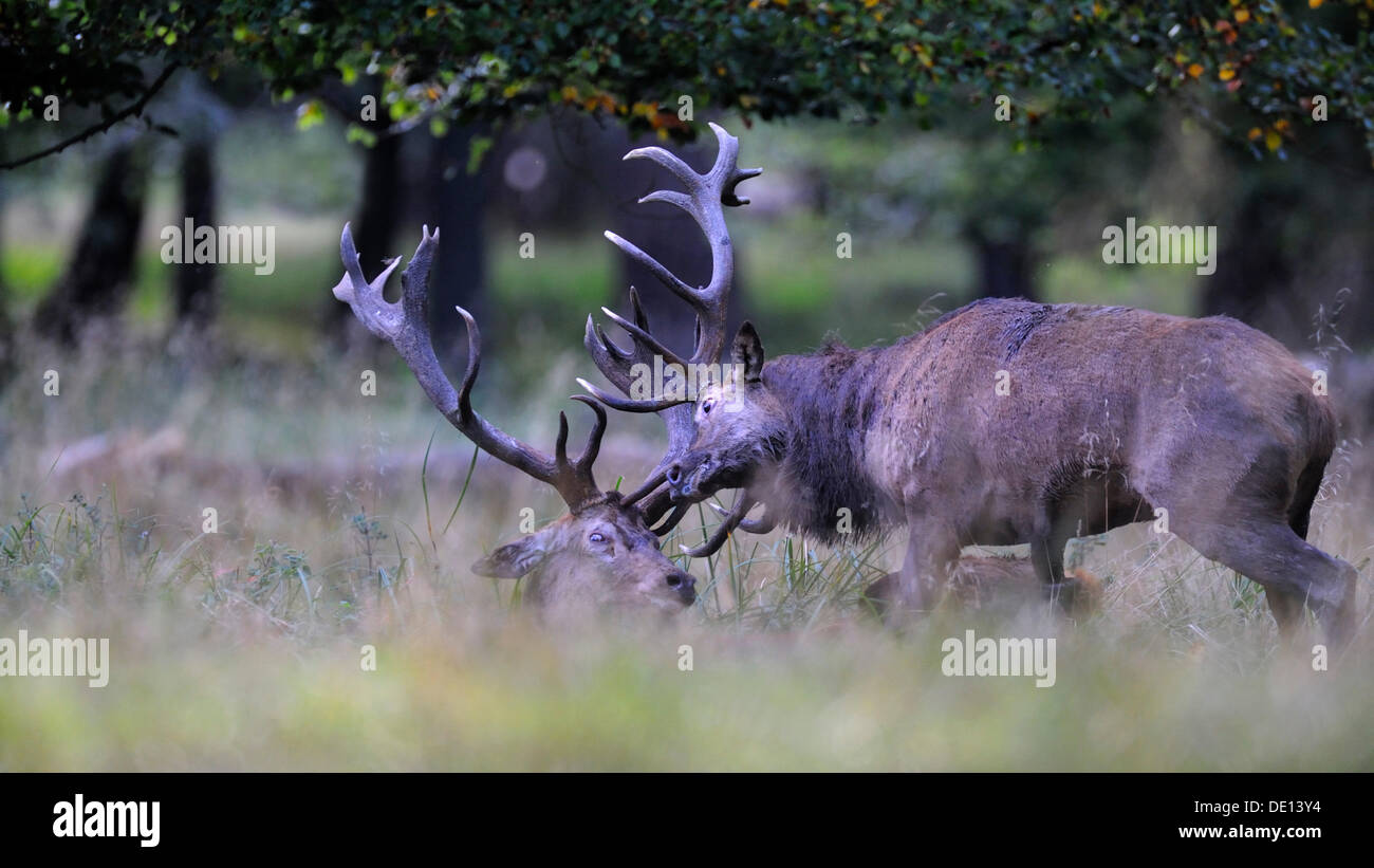 Rothirsch (Cervus Elaphus), Brunftzeit der Hirsche, kämpfen, Jaegersborg, Dänemark, Skandinavien, Europa Stockfoto