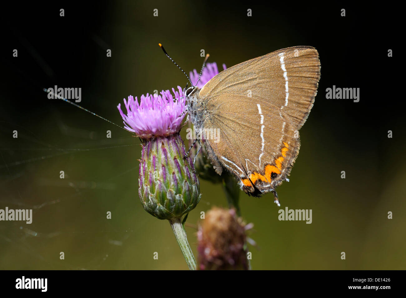 Schwarz-Zipfelfalter (Satyrium Pruni), Fütterung auf eine schleichende Distel (Cirsium Arvense), Biosphaerengebiet sch.ools.it Alb-Biosphäre Stockfoto