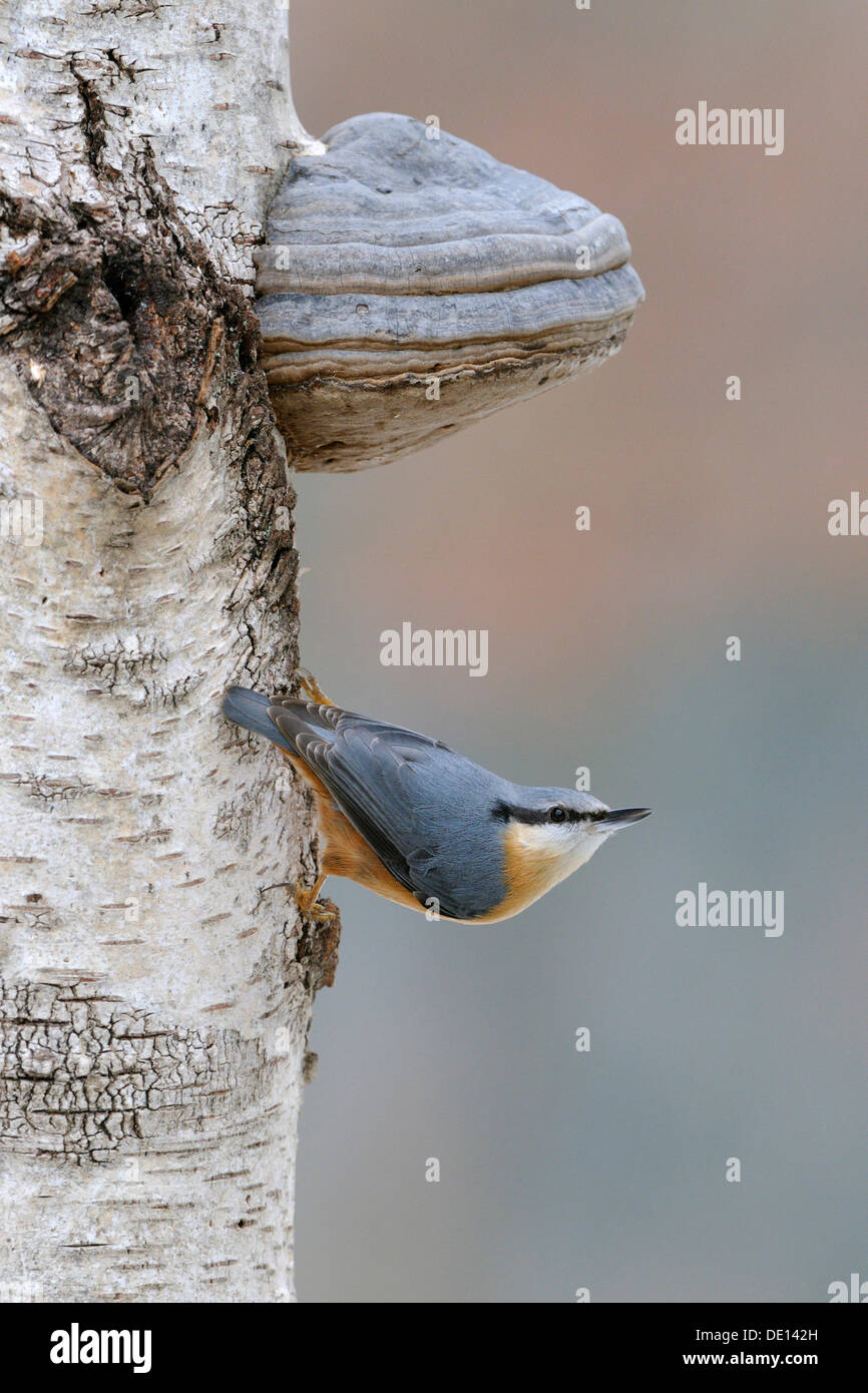 Kleiber (Sitta Europaea), thront auf einem Baumstamm Birke, Pilz, Biosphäre, Schwäbische Alb, Baden-Württemberg Stockfoto