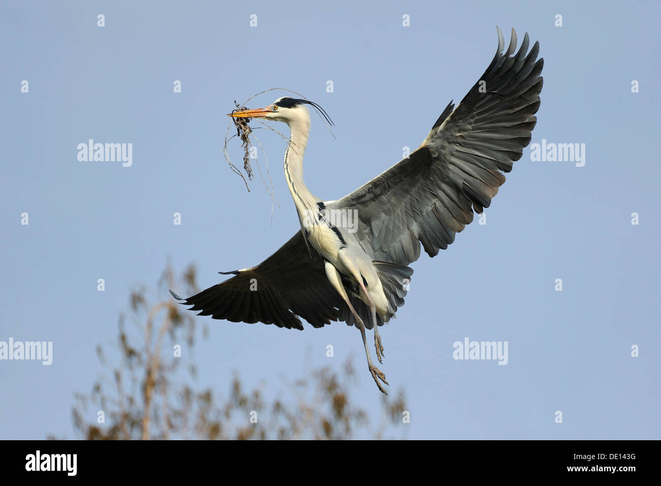 Graureiher (Ardea Cinerea) fliegen mit Verschachtelung material Stockfoto