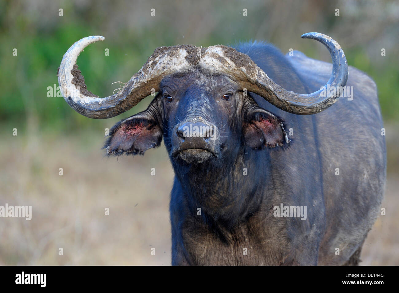 Afrikanischer Büffel (Syncerus Caffer), Bull, Porträt, Lake Nakuru National Park, Kenia, Ostafrika, Afrika Stockfoto