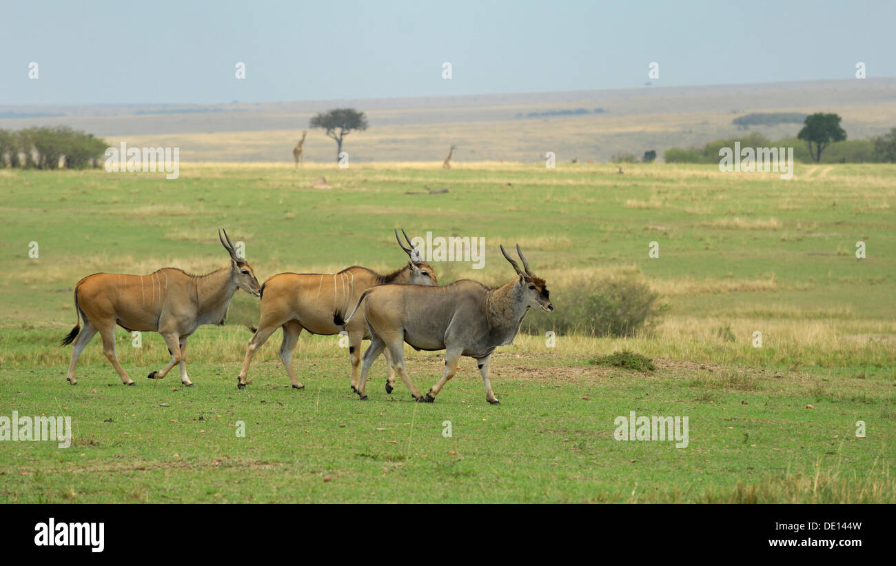 Gemeinsame Eland, südlichen Eland (Tauro Oryx), Herde Wandern Landschaft, Masai Mara National Reserve, Kenia, Ostafrika Stockfoto