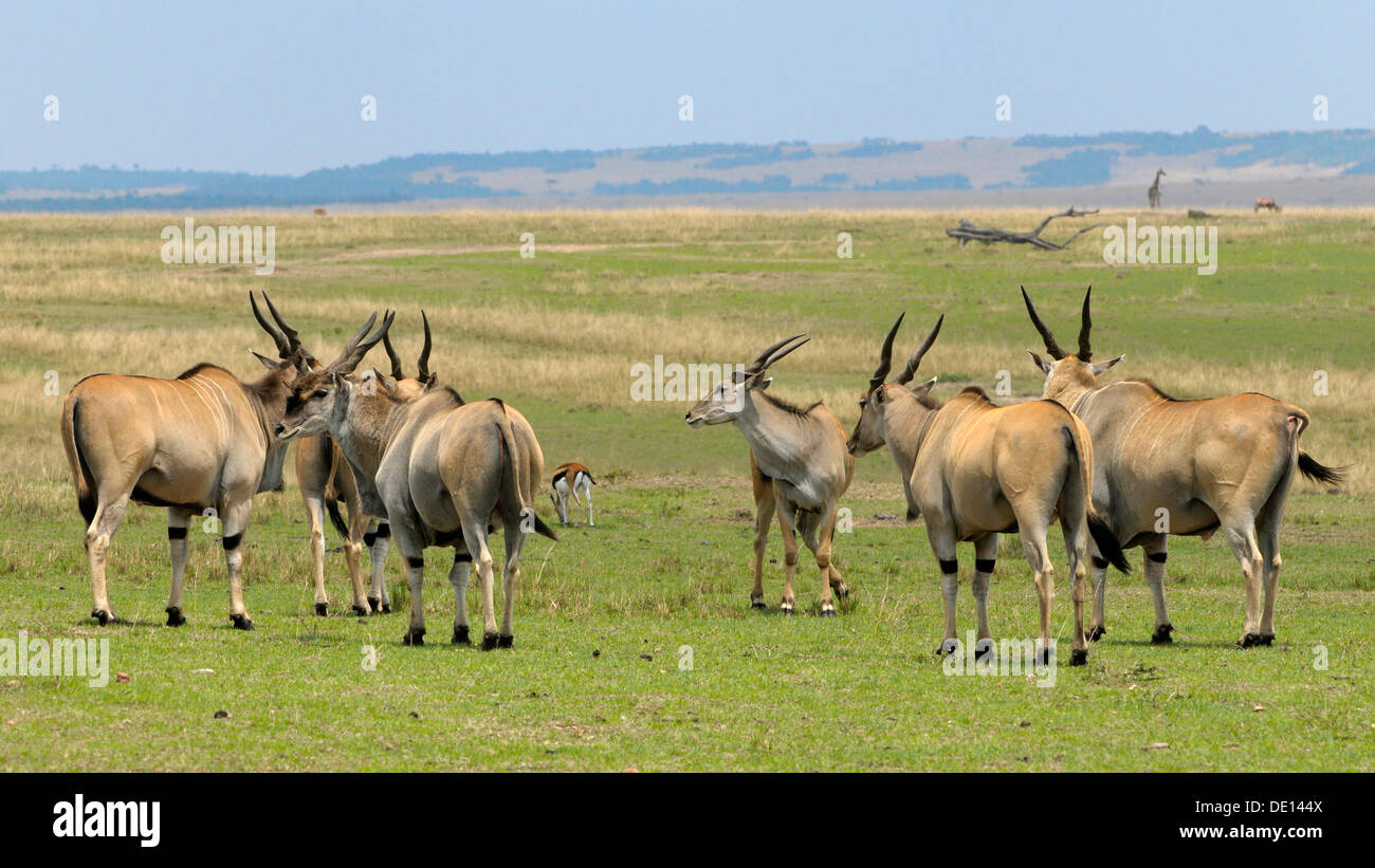Gemeinsame Eland, südlichen Eland (Tauro Oryx), Herde Wandern Landschaft, Masai Mara National Reserve, Kenia, Ostafrika Stockfoto