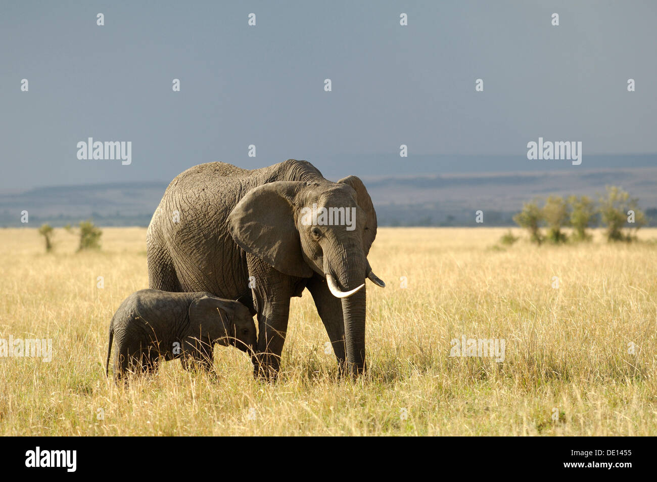 Afrikanischer Bush Elefant (Loxodonta Africana), Kuh mit Neugeborenen Kalb Wandern Landschaft mit stürmischen Himmel Stockfoto