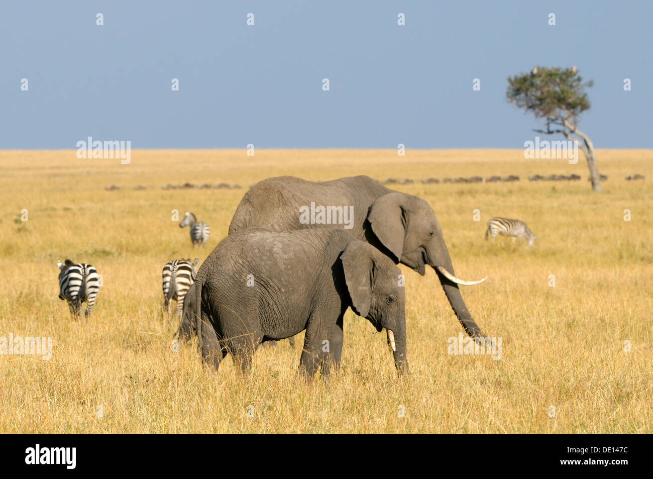 Afrikanischer Bush Elefant (Loxodonta Africana), Gruppe wandernden Landschaft, Masai Mara National Reserve, Kenia, Ostafrika, Afrika Stockfoto