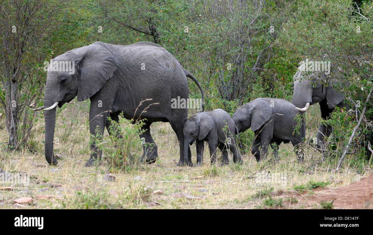 Afrikanischer Bush Elefant (Loxodonta Africana), Kühe mit Kälbern, Masai Mara National Reserve, Kenia, Ostafrika, Afrika Stockfoto