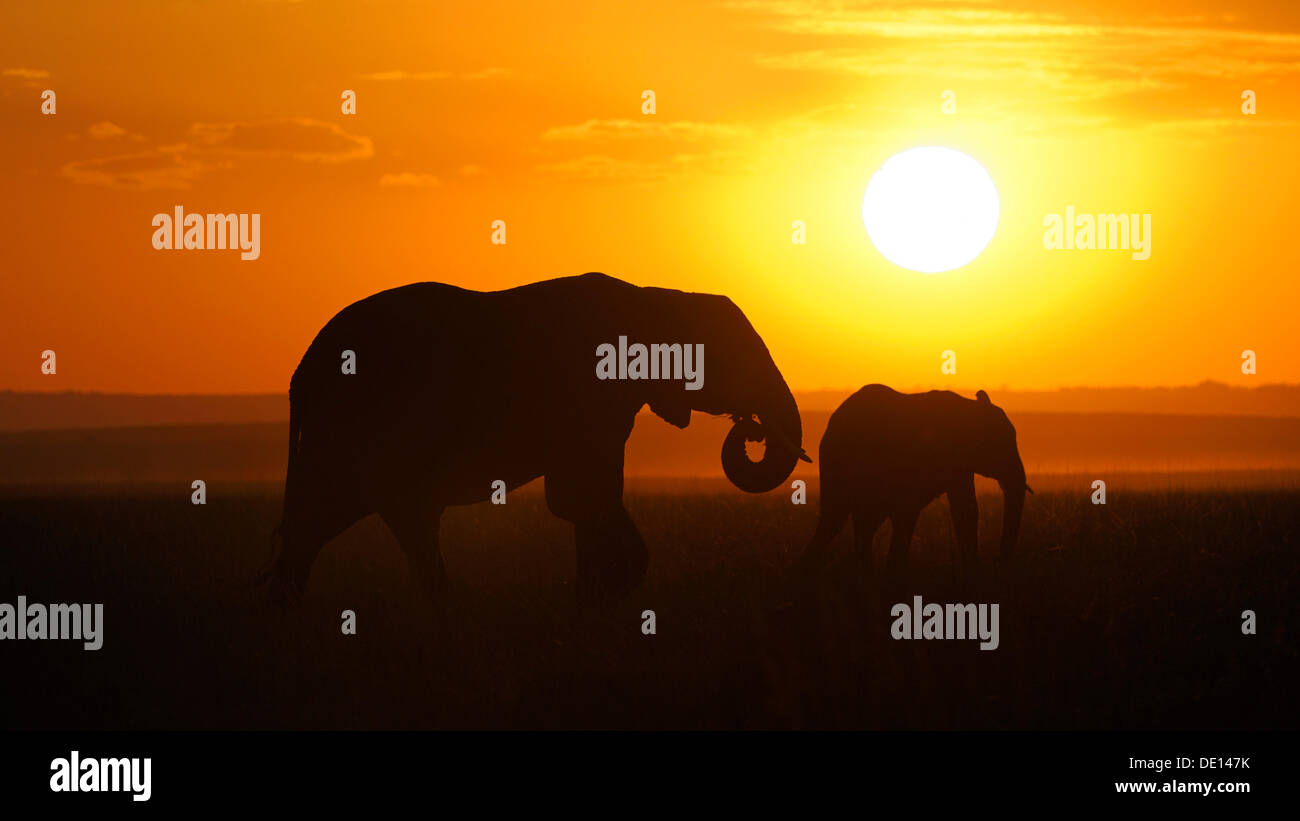 Afrikanischer Elefant (Loxodonta Africana), Elefanten im Sonnenuntergang, Masai Mara National Reserve, Kenia, Ostafrika, Afrika Stockfoto