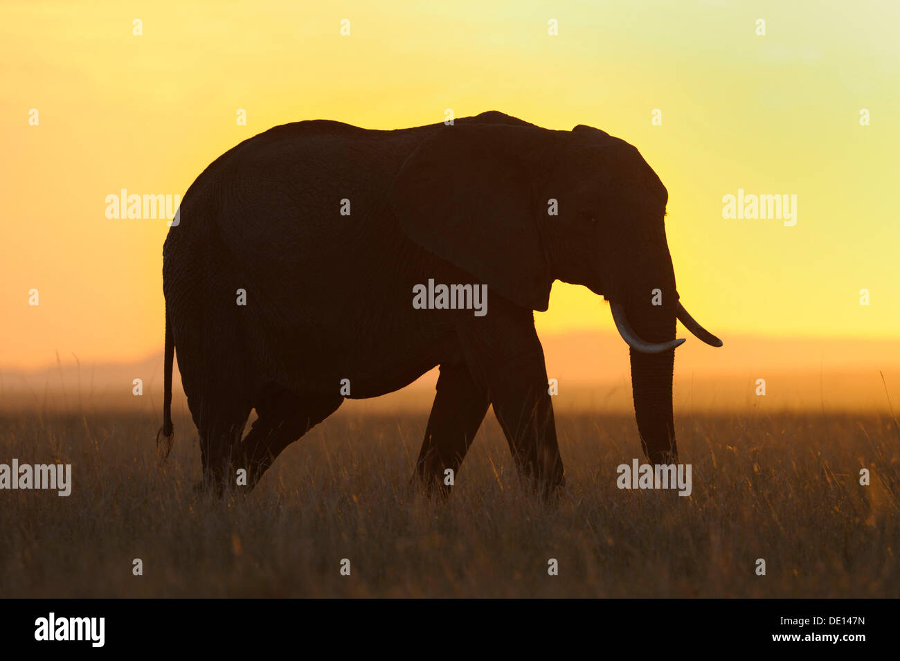 Afrikanischer Elefant (Loxodonta Africana) bei Sonnenuntergang, Masai Mara National Reserve, Kenia, Ostafrika, Afrika Stockfoto