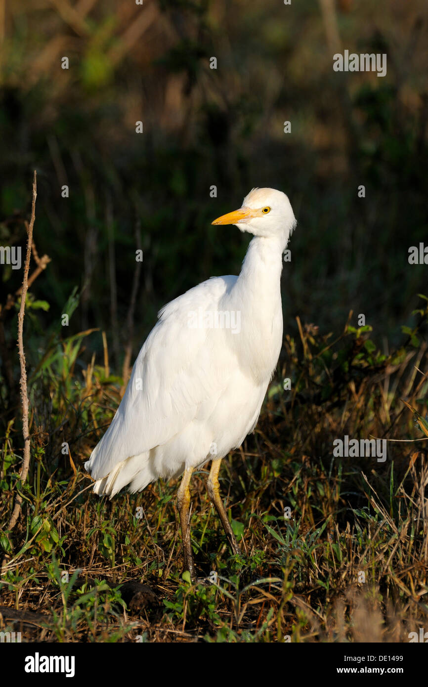 Kuhreiher (Bubulcus Ibis), Masai Mara National Reserve, Kenia, Afrika Stockfoto