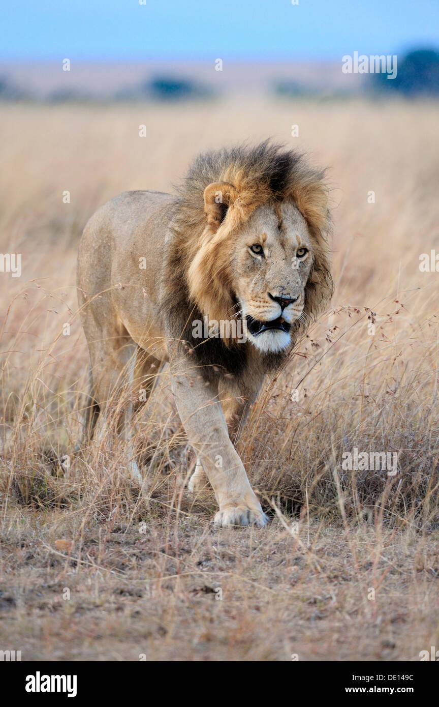 Löwe (Panthera Leo), Männlich, Masai Mara National Reserve, Kenia, Afrika Stockfoto