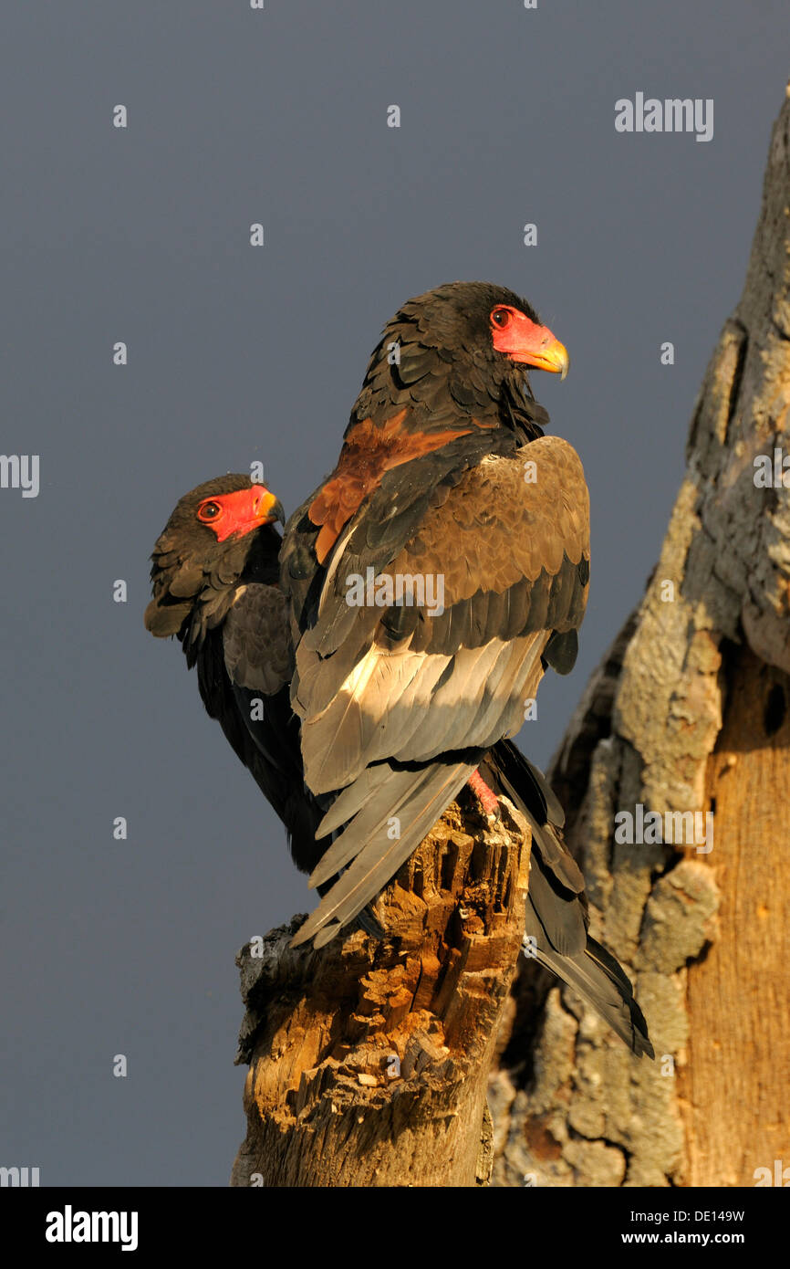 Bateleur (Terathopius Ecaudatus), koppeln am Abend Licht, Masai Mara National Reserve, Kenia, Afrika Stockfoto