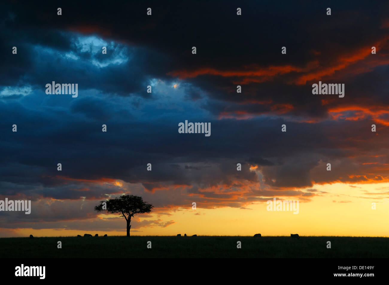 Lichtstimmung, abends in der Masai Mara National Reserve, Kenia, Afrika Stockfoto