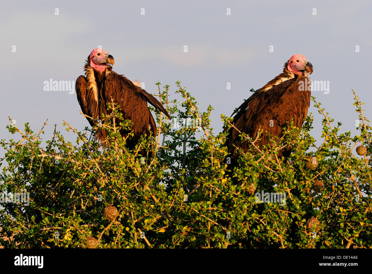 Ohrengeier-faced Vulture oder Nubian Geier (Torgos Tracheliotos), Zuchtpaar, Masai Mara National Reserve, Kenia, Afrika Stockfoto