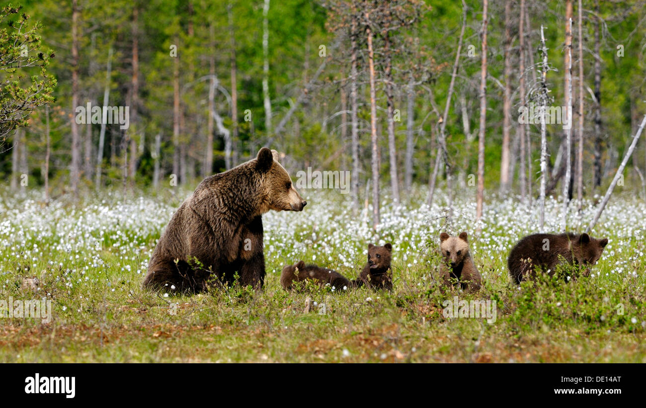 Braunbär (Ursus Arctos) Weibchen mit jungen in einem Wollgras moor, Karelien, Ostfinnland, Europa Stockfoto