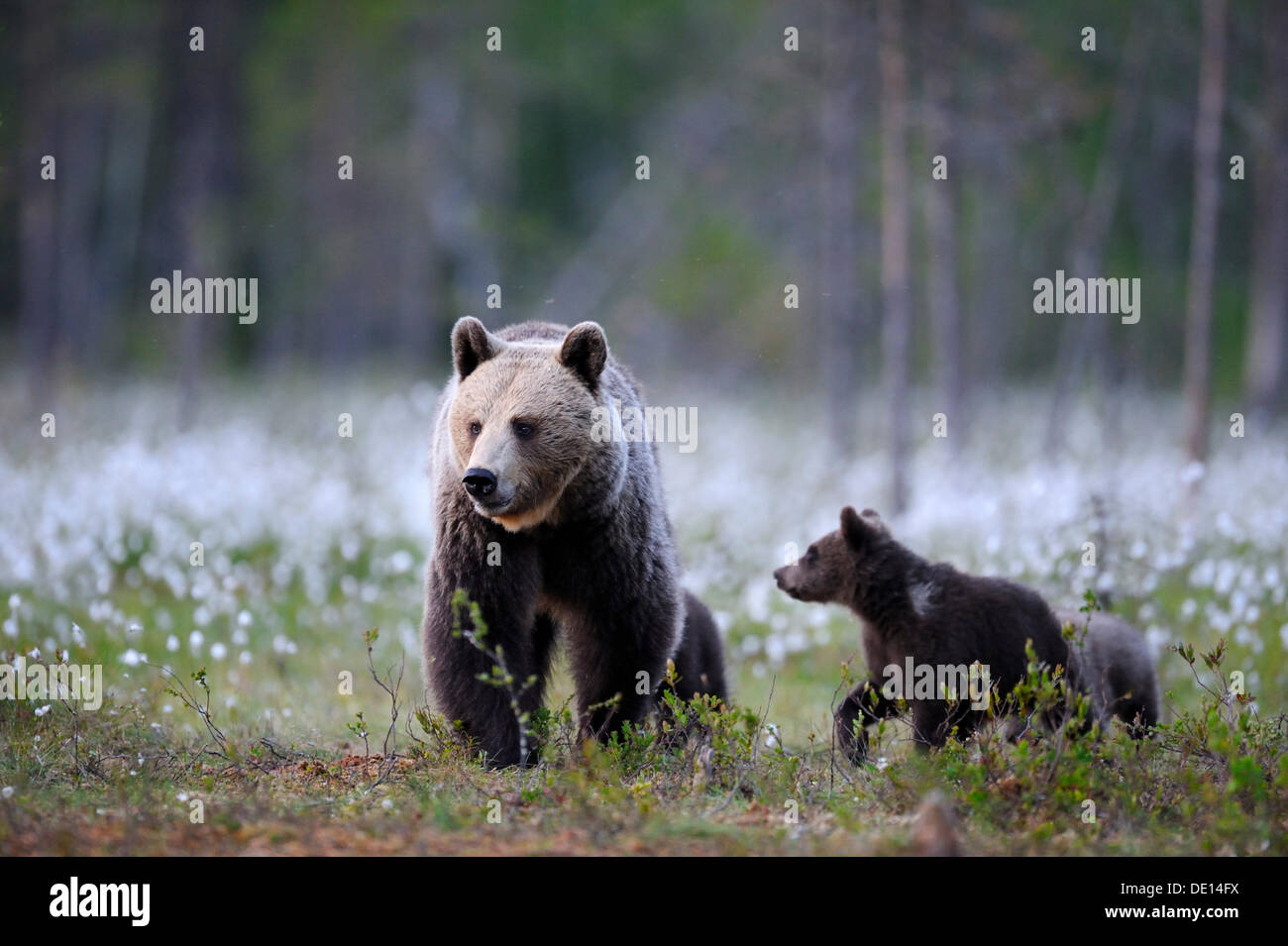 Braunbär (Ursus Arctos) Weibchen mit jungen in einem Wollgras moor, Karelien, Ostfinnland, Europa Stockfoto