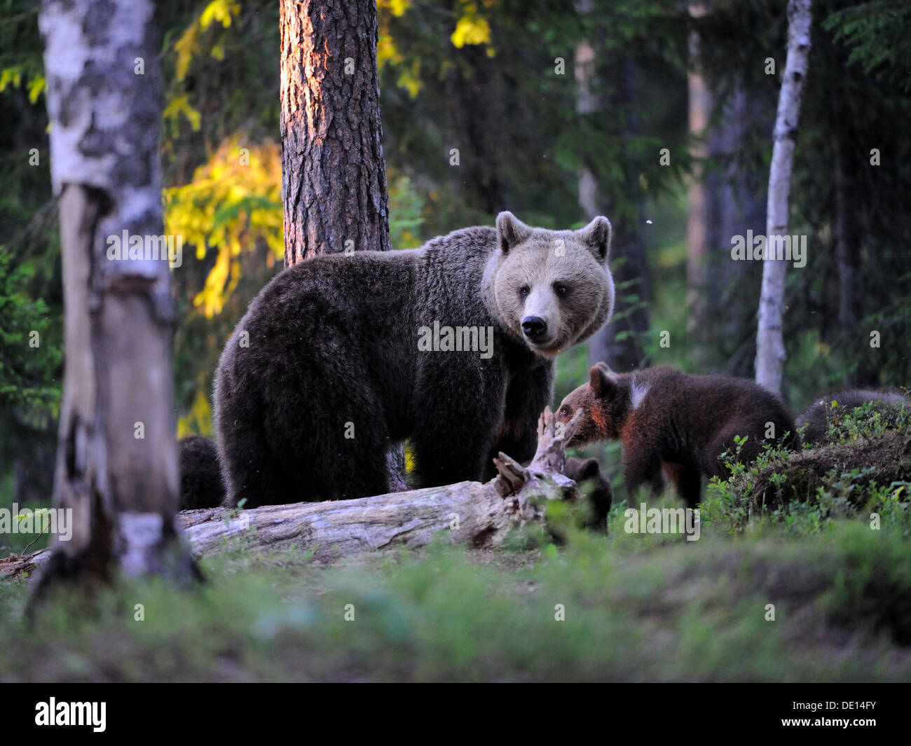 Braunbär (Ursus Arctos) Weibchen mit jungen in einem Nadelwald, Karelien, Ostfinnland, Europa Stockfoto