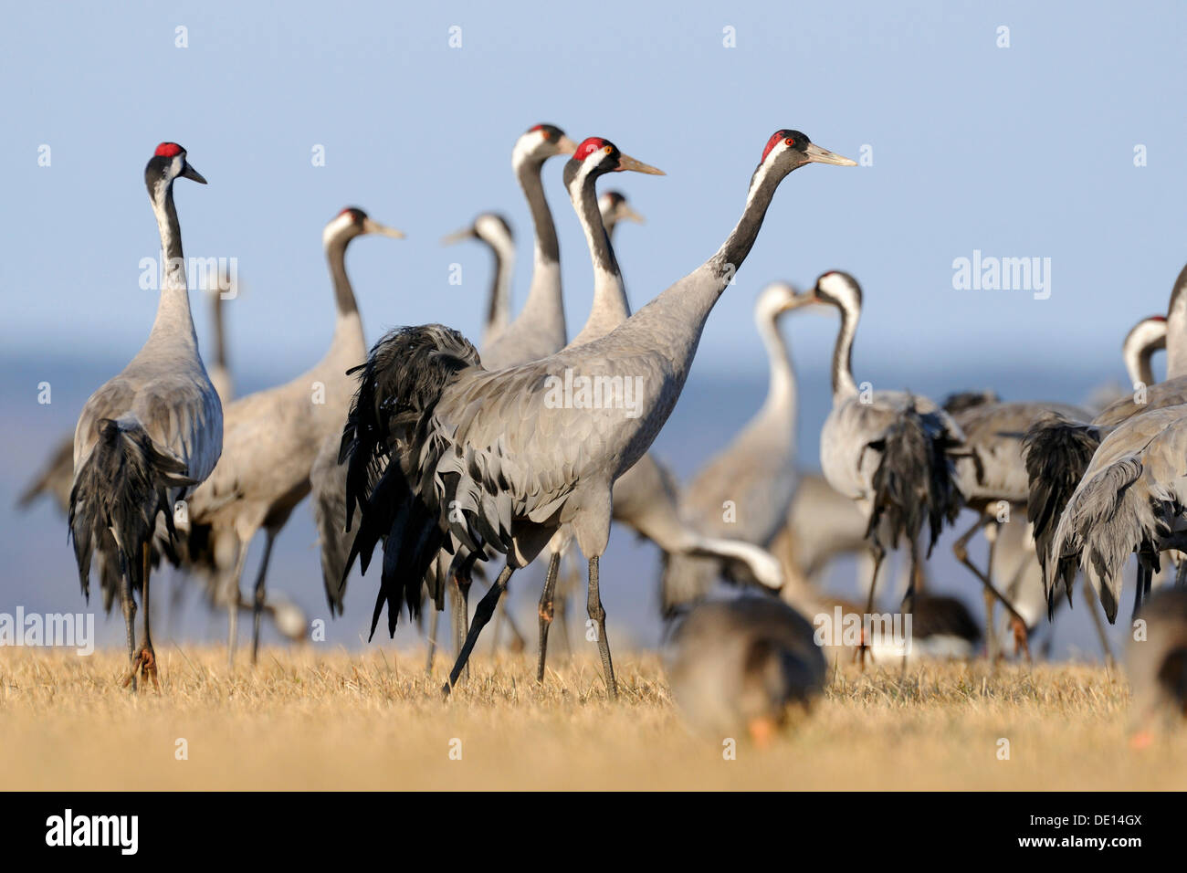 Gemeinsame oder eurasische Kraniche (Grus Grus), große Gruppe am Schlafplatz, Hornborgasee, Hornborgasjoen, Vaestergoetland, Schweden Stockfoto