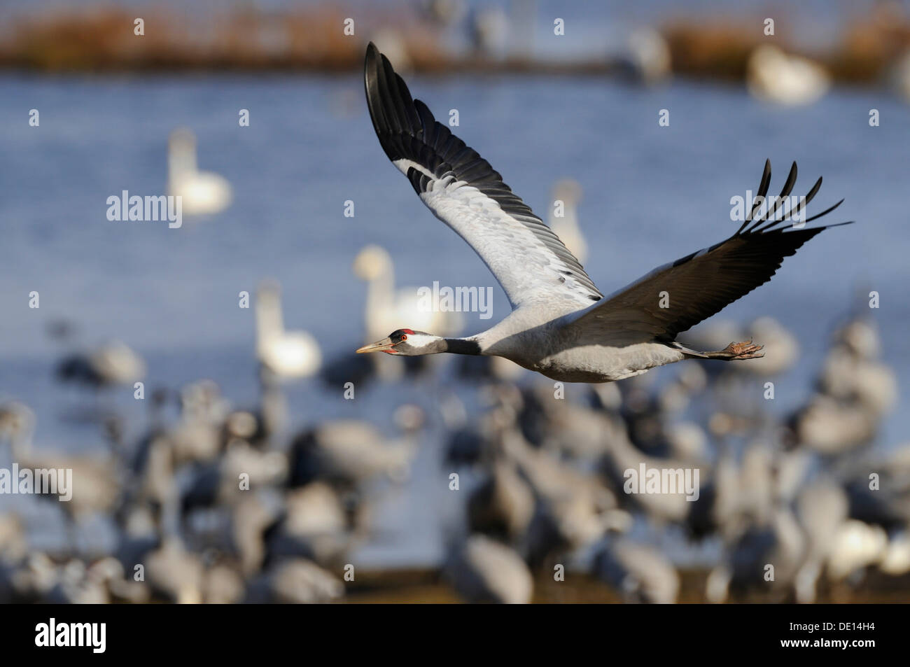 Gemeinsame oder eurasische Kraniche (Grus Grus), am Schlafplatz, Kranich im Flug, Hornborgasee, Hornborgasjoen, Vaestergoetland, Schweden Stockfoto