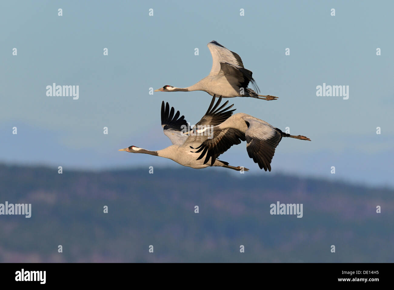 Gemeinsame oder eurasische Kraniche (Grus Grus), Kran-Familie auf der Flucht, Hornborgasee, Hornborgasjoen, Vaestergoetland, Schweden Stockfoto
