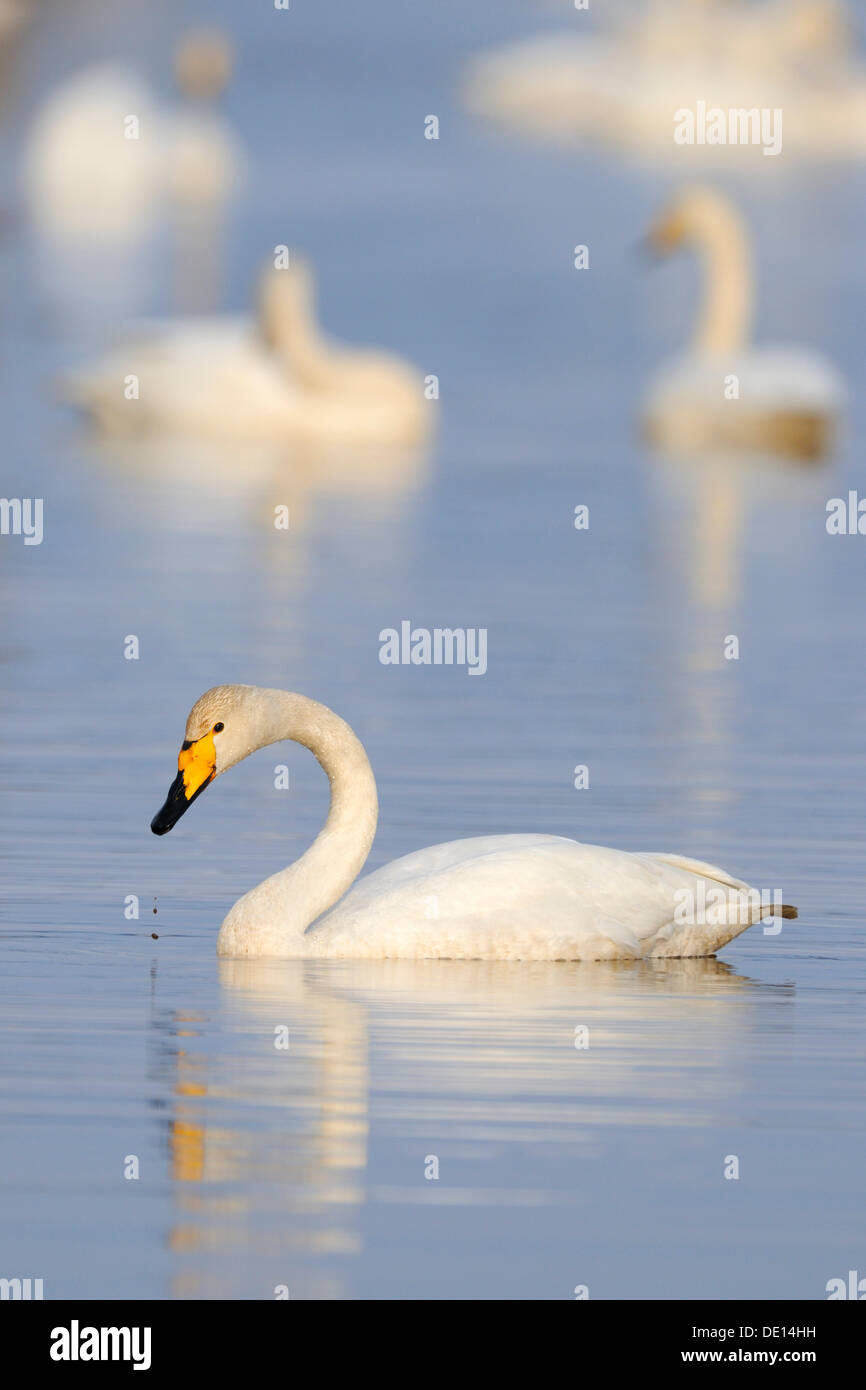 Singschwan (Cygnus Cygnus), Rastplatz, Hornborgasjoen, Vaestergoetland, Schweden, Skandinavien, Europa Stockfoto