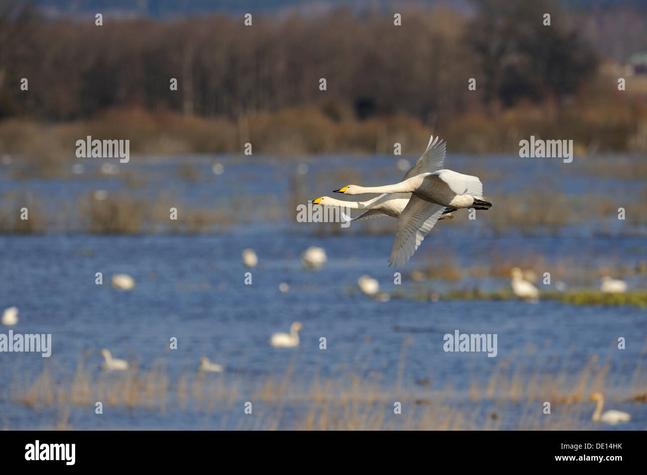 Singschwäne (Cygnus Cygnus), fliegen Zuchtpaar, Hornborgasjoen, Vaestergoetland, Schweden, Skandinavien, Europa Stockfoto