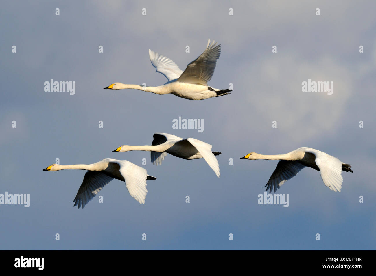 Singschwäne (Cygnus Cygnus), fliegen Tierfamilie, Hornborgasjoen, Vaestergoetland, Schweden, Skandinavien, Europa Stockfoto