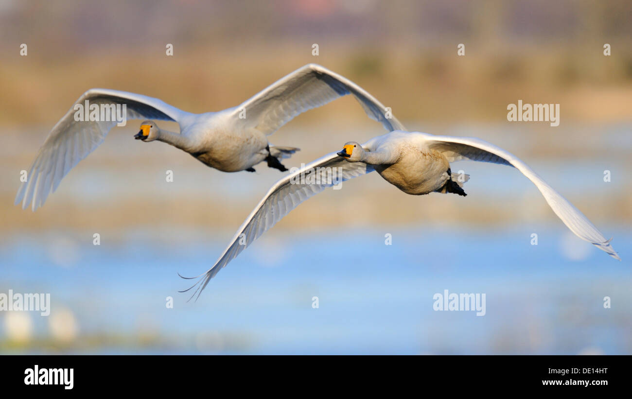 Singschwäne (Cygnus Cygnus), fliegen Zuchtpaar, Hornborgasjoen, Vaestergoetland, Schweden, Skandinavien, Europa Stockfoto