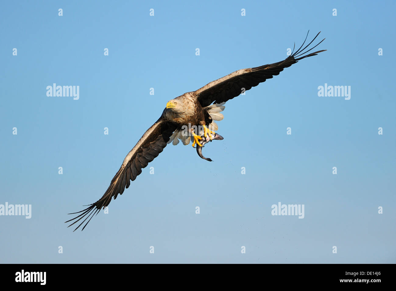 White-tailed Eagle oder Seeadler (Haliaeetus Horste) während des Fluges mit Beute, Flatanger, Nordtrondelag, Norwegen, Skandinavien Stockfoto