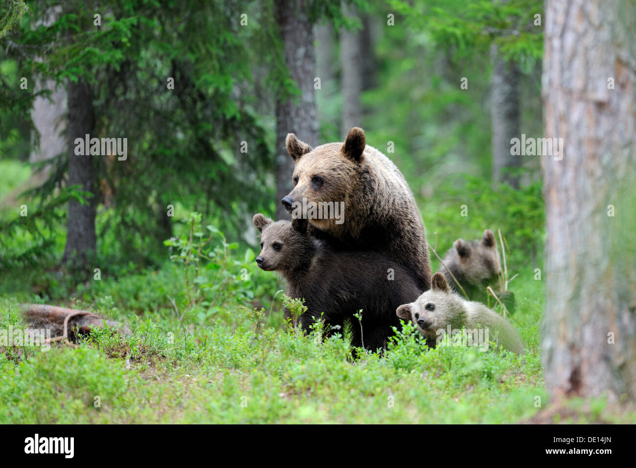 Braunbären (Ursus Arctos), Weibchen mit jungen in den nördlichen Nadelwald Martinselkonen, Karelien, Ostfinnland Stockfoto