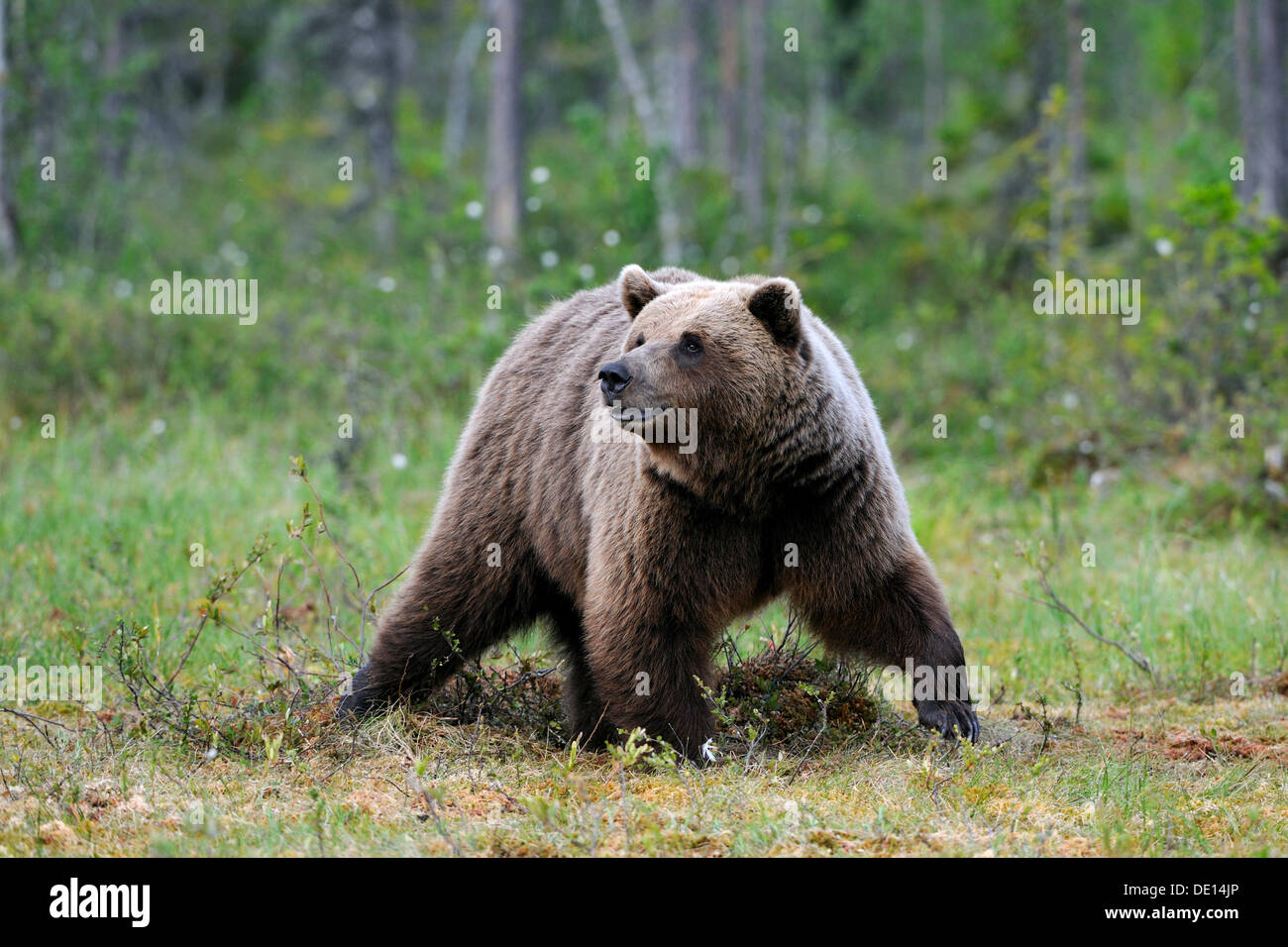 Braunbär (Ursus Arctos), weibliche in einem finnischen Sumpf, Martinselkonen, Karelien, Finnland, Osteuropa Stockfoto