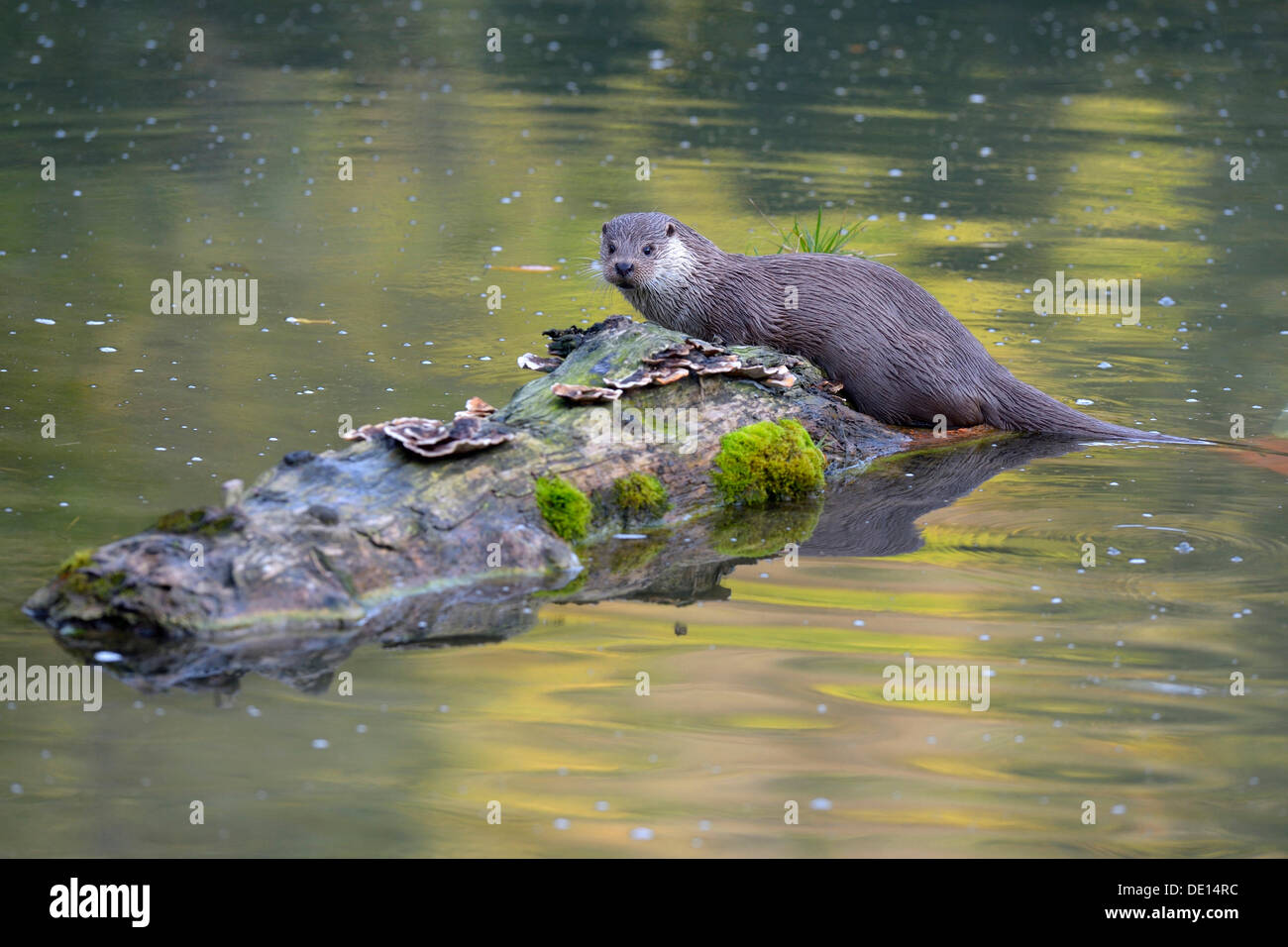 Fischotter (Lutra Lutra), ruht auf einem Baumstamm Sihl Wald, Schweiz, Europa Stockfoto