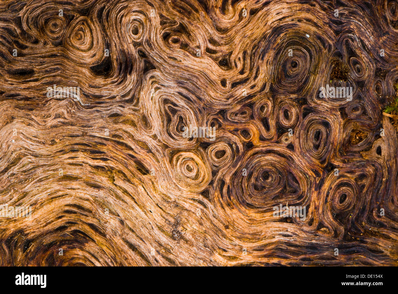 Wurzelholz einer alten Eiche (Quercus), Detailansicht, Moenchbruch Natur zu reservieren, Hessen Stockfoto