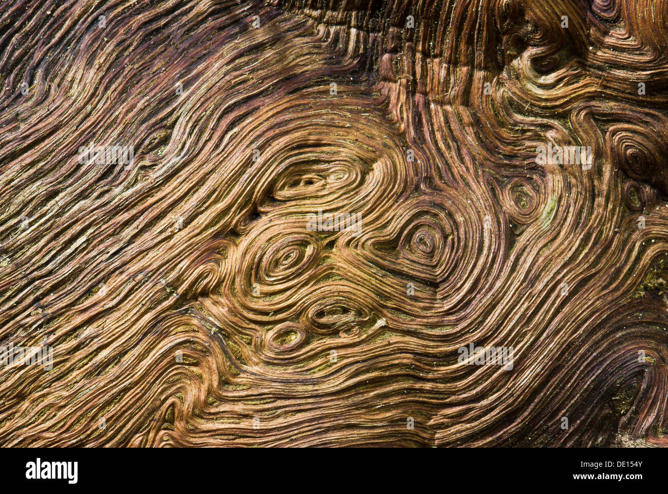 Wurzelholz einer alten Eiche (Quercus), Detailansicht, Moenchbruch Natur zu reservieren, Hessen Stockfoto