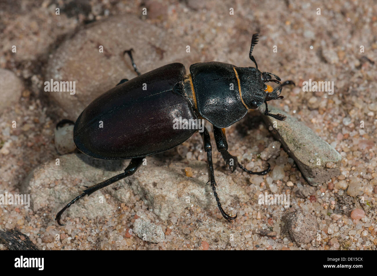 Hirschkäfer (Lucanus Cervus), Weiblich, Moenchbruch Nature Reserve, Hessen Stockfoto