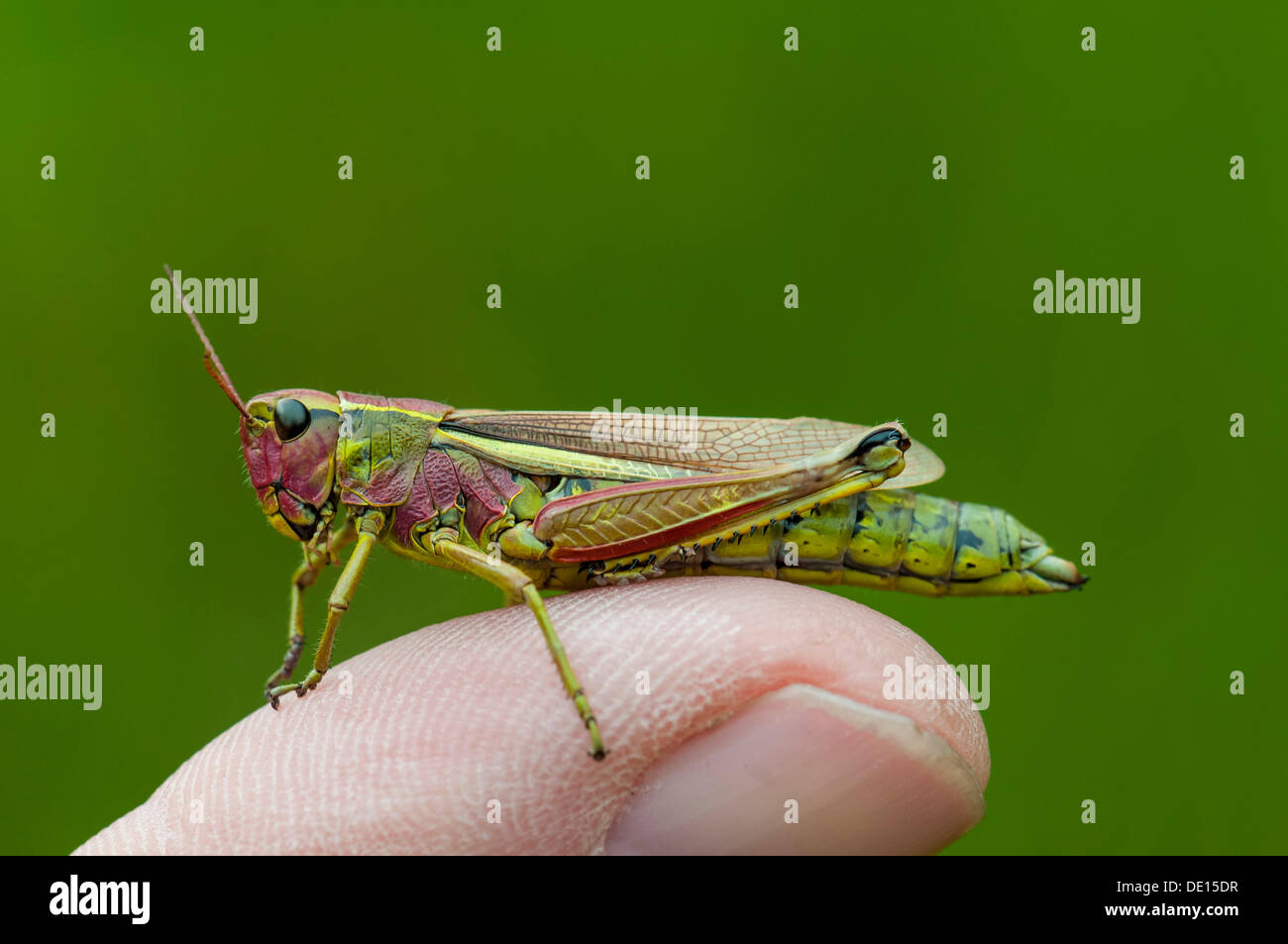 Marsh Grasshopper (Mecostethus Grossus), Weiblich, Moenchbruch Naturschutzgebiet, Hessen Stockfoto